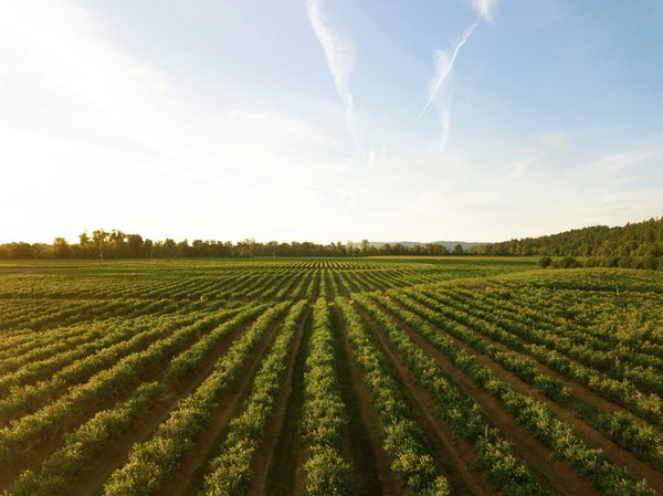 Is sustainable agriculture achievable with AI and IoT?